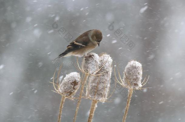 冬金翅雀向起绒草