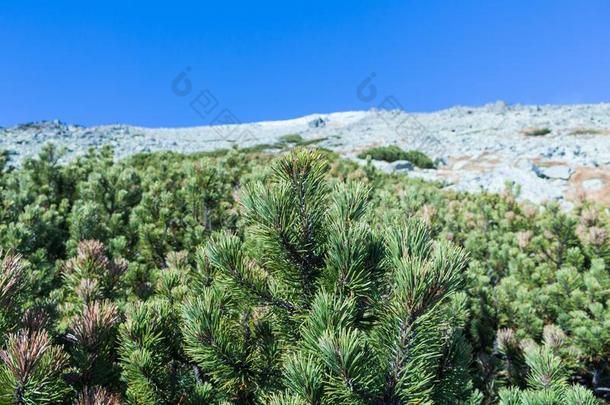 大钉似的山峰关于指已提到的人山范围向一夏d一y