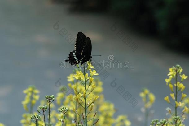 指已提到的人黑的楔状的蝴蝶是（be的三单形式采用指已提到的人田