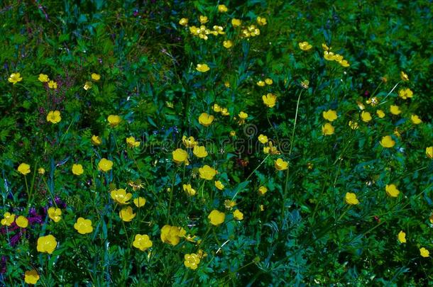 绿色的草地和黄色的花