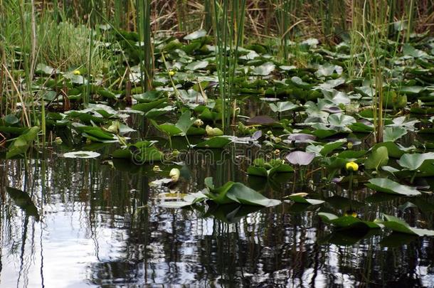 百合花垫采用Evergles国家的公园in弗罗里达州佛罗里达国家公园的沼泽地国家的公园,弗罗里达州,美利坚合众国