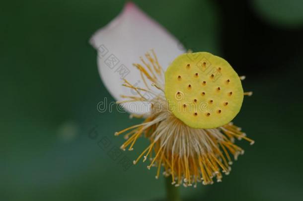 江西广昌白色的莲花-莲花花