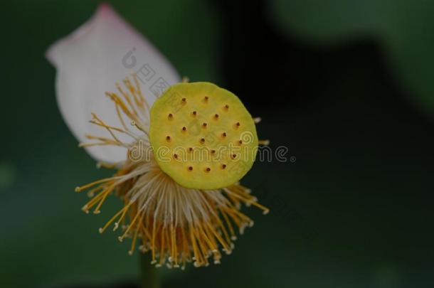 江西广昌白色的莲花-莲花花