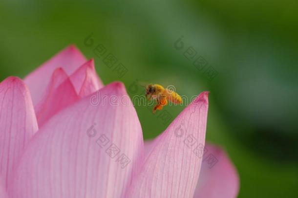 蜜蜂-<strong>江西</strong>广昌白色的莲花-莲花花