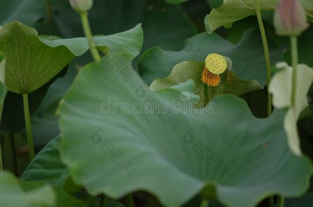 <strong>江西</strong>广昌白色的莲花-莲花花