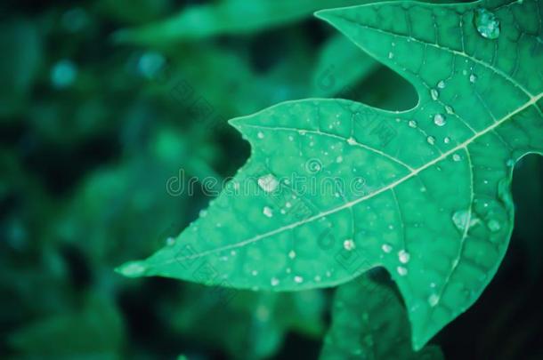 绿色的<strong>叶子</strong>和<strong>水珠</strong>落下后的雨