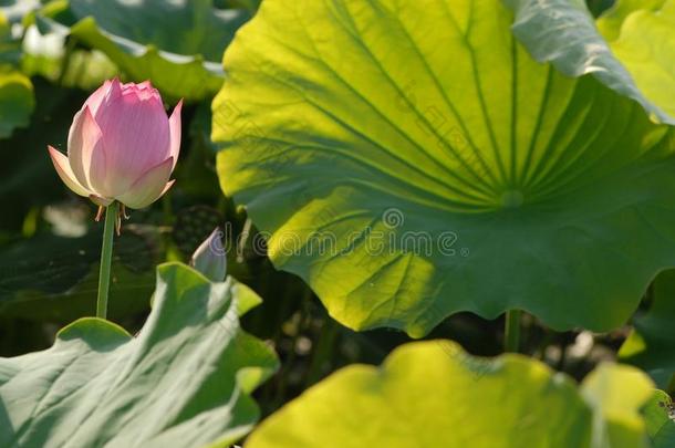 江西广昌白色的莲花-莲花花