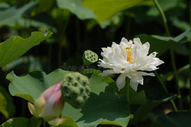 江西广昌白色的莲花-莲花花