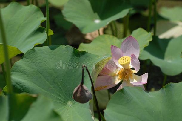 江西广昌白色的莲花-莲花花