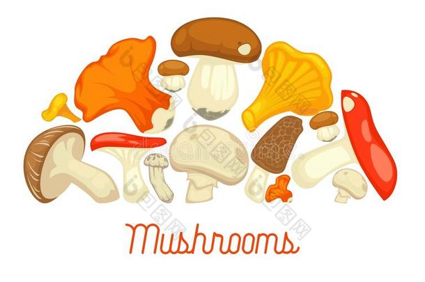 蘑菇可以吃的迅速增长海报.矢量平的食用香草和