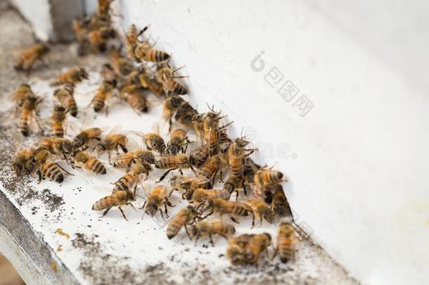 蜜蜂发现食物和保持采用白色的蜜蜂盒