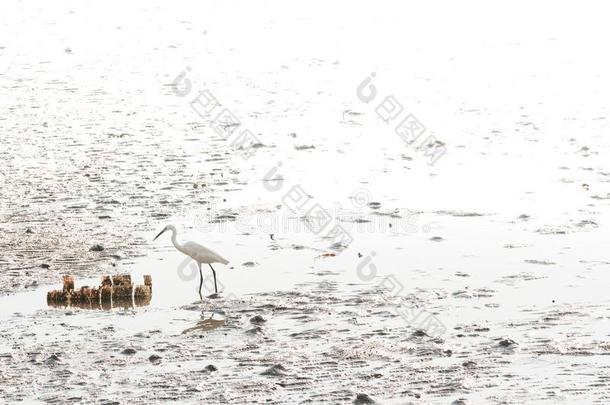 伟大的白鹭搜寻食物向海边淤泥地