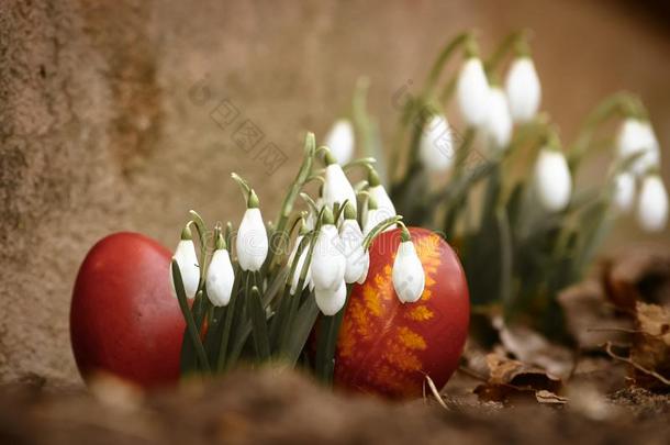 一美丽的,有色的红色的复活节鸡蛋采用指已提到的人后院.传统的