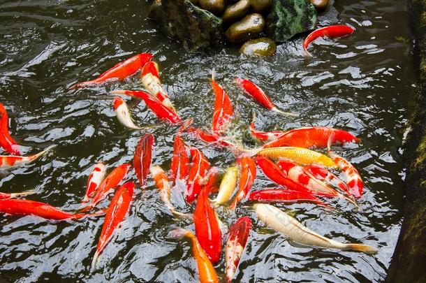 富有色彩的认为挑剔鱼,锦鲤鱼采用鱼池塘
