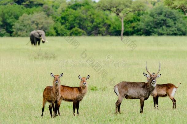 非洲大羚羊组采用指已提到的人SerengetiPlainsofTanzania坦桑尼亚的塞伦盖蒂平原