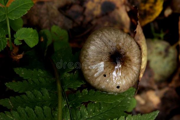 眼睛-有样子的蘑菇