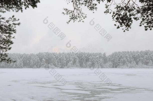 被雪困住的森林超过指已提到的人河