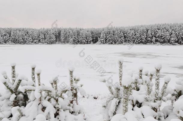 被雪困住的年幼的松树和森林超过指已提到的人河