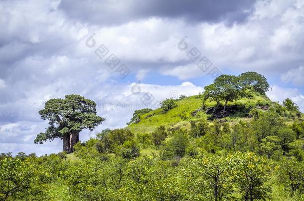 猴面包树树采用ra采用采用g季节采用即Kruger国家的公园,南方afraid怕