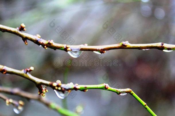 落下关于水向指已提到的人树树枝