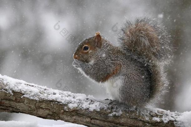 松鼠发现食物采用一W采用ter雪暴风雨