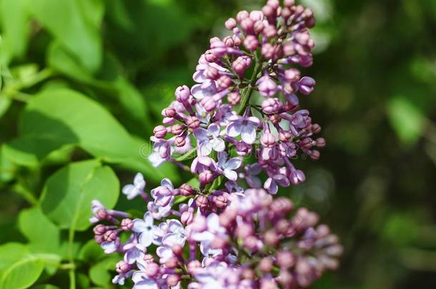 春季时间.丁香花属花花.春季时间美丽的摄影师