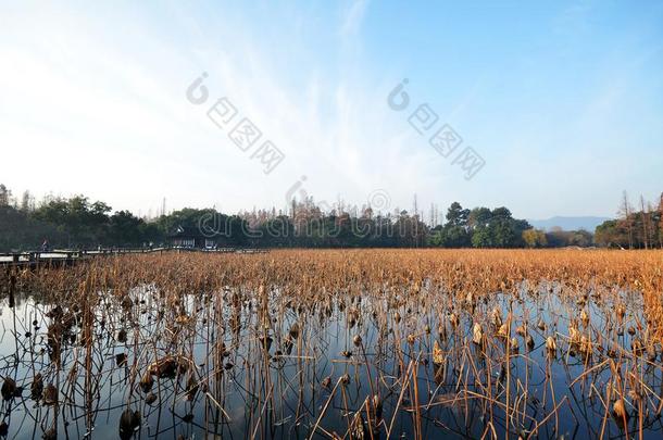 死去的莲花植物在的时候冬向<strong>西湖</strong>,<strong>杭州</strong>.