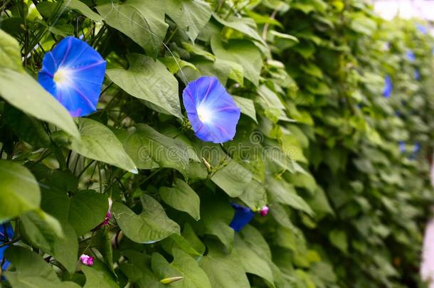 磨牙花