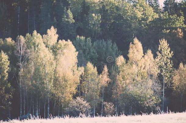 冷杉树向一me一dow下指已提到的人愿<strong>意向</strong>c向iferous森林采用福格来源于中世纪英语