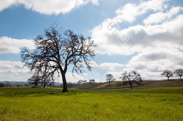美国加州栎树树在下面积云云采用海峡、山口、通道罗伯斯卡利弗