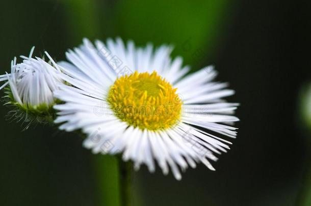 小的雏菊