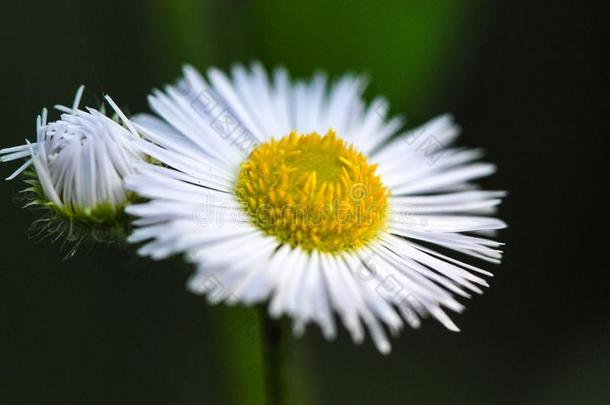 小的雏菊