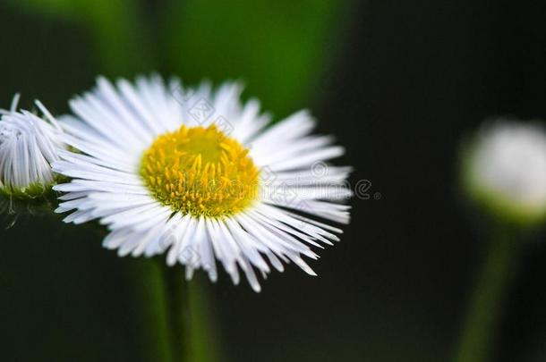 小的雏菊