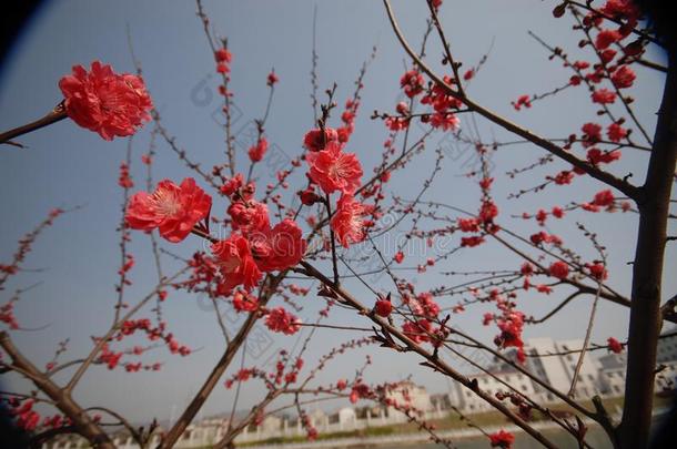 红色的李子花