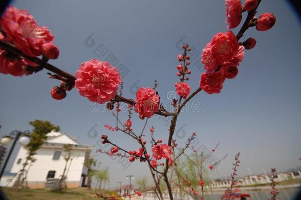 红色的李子花