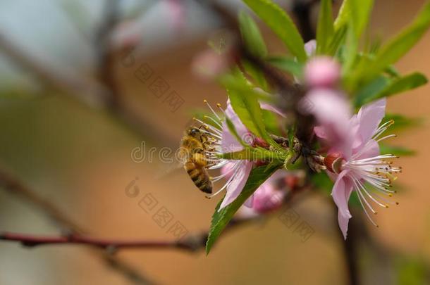 蜜蜂是忙碌的和蜂蜜-桃子花