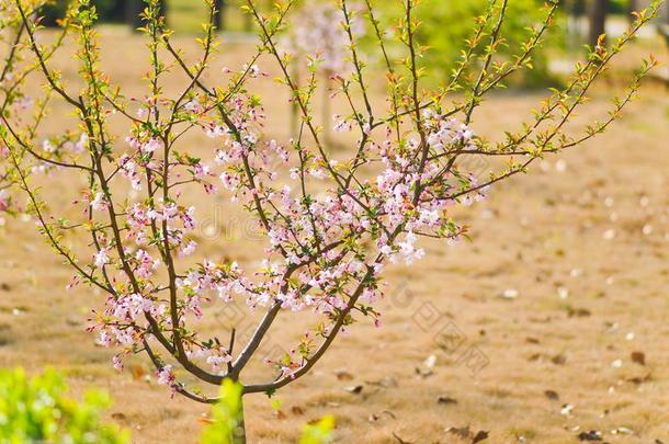 桃子花