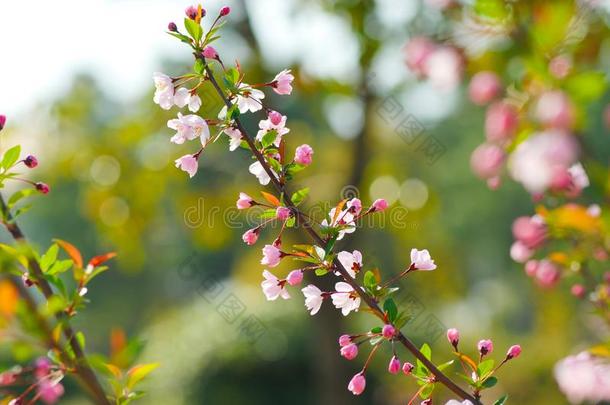 桃子花