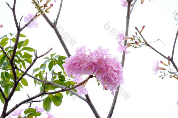 粉红色的喇叭花是盛开的采用满的关于树