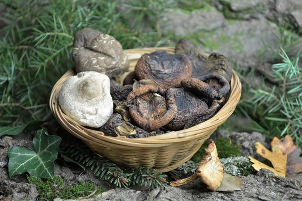 干燥的蘑菇厨房的烹饪术芳香个人简历