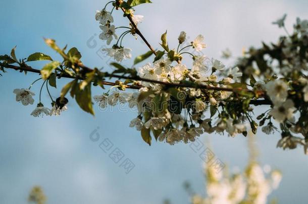 樱桃花,春季,盛开的园,宏指令摄影,USSR苏联