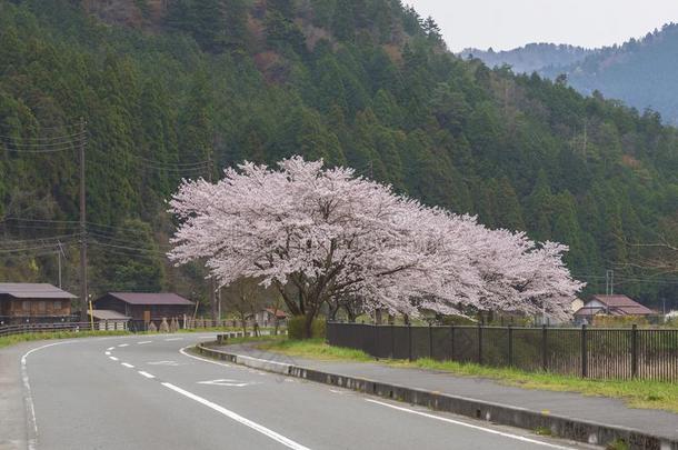 <strong>樱花</strong>花树采用<strong>京都</strong>,黑色亮漆