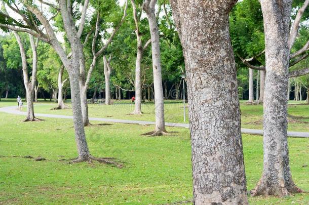 帕西尔放射免疫吸附剂公园采用s采用gaporeshow采用g树和草