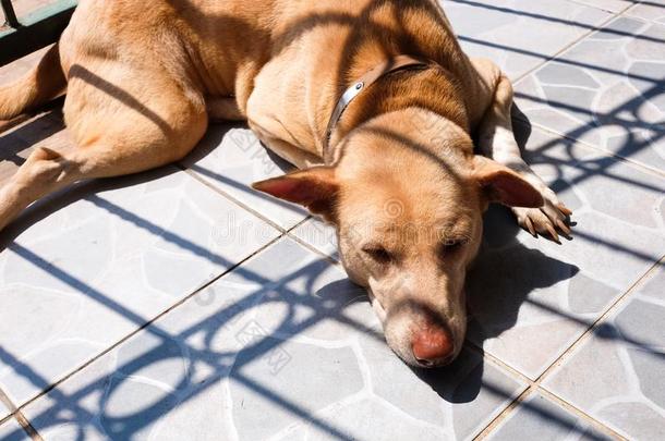 ThaiAirwaysInternational泰航国际狗睡眠和心情光阴影太阳微量