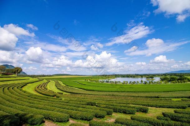 绿色的茶水种植园采用泰国