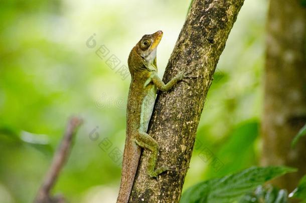 安乐蜥属蜥蜴,多巴哥岛