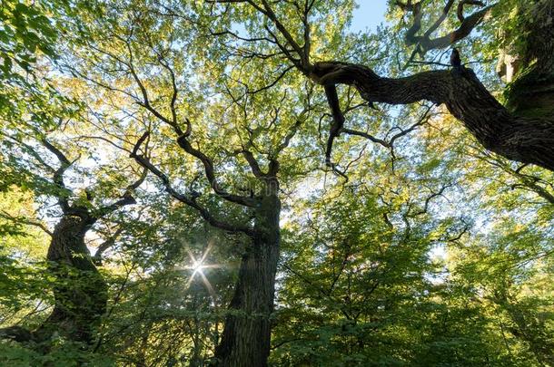 古代的角被割下的动物栎树在孕妇之家森林