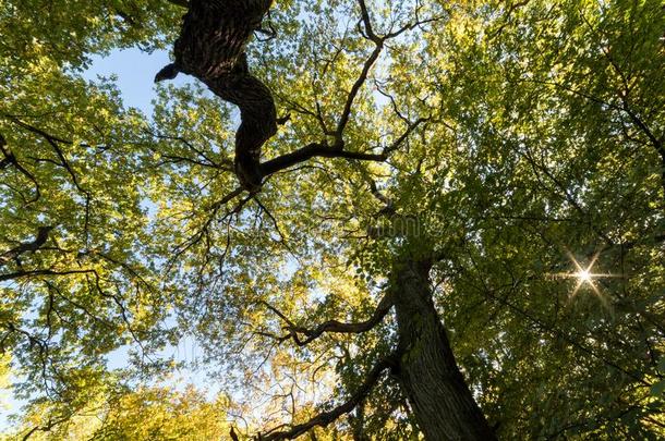 古代的角被割下的动物栎树在孕妇之家森林
