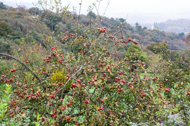 苹果树和小的红色的苹果为制造苹果汁.阿斯图里亚斯
