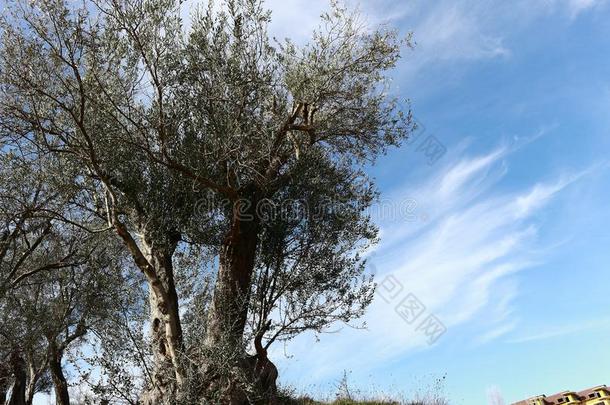 成果老<strong>的</strong>橄榄风景阿尔巴尼亚湖树令人敬畏<strong>的</strong>天反射